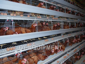 Poultry Cage